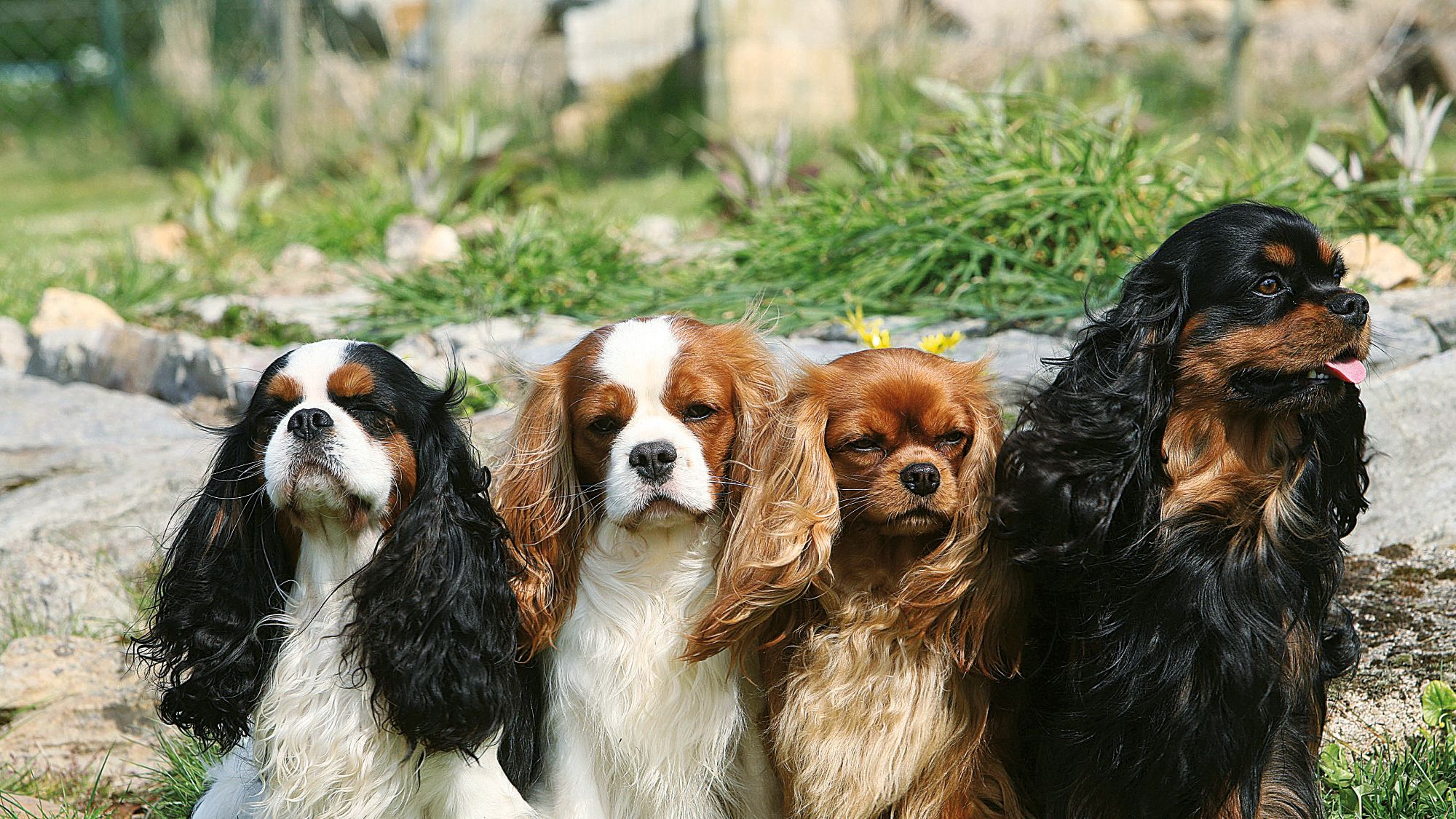 Four Cavalier King Charles Spaniels sat in a line