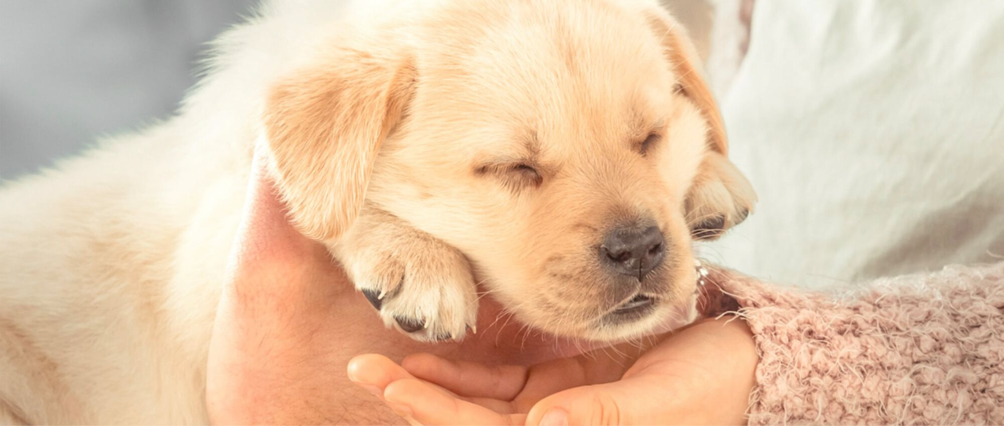 Sleeping Labrador Retriever puppy being passed to a young girl