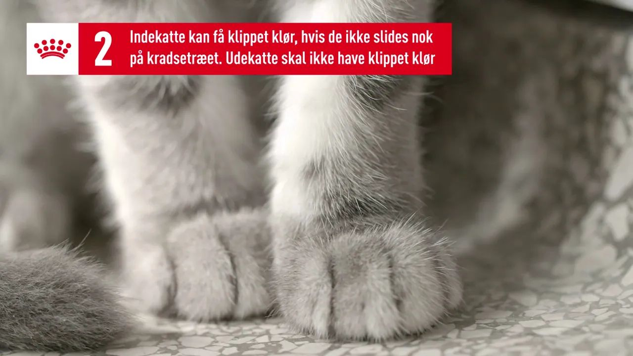 Daglig pleje af din killing