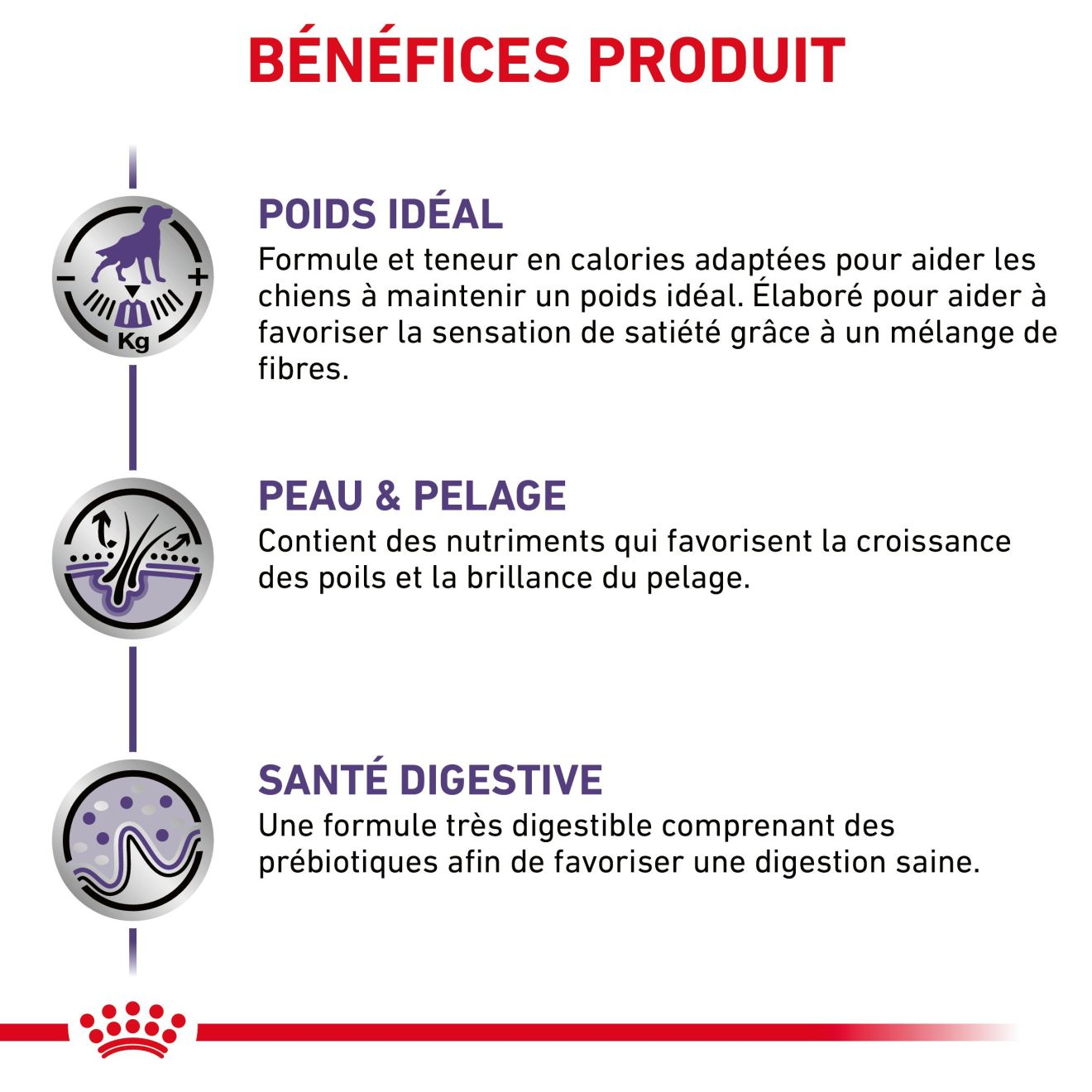 Neutered Adult Medium Dogs