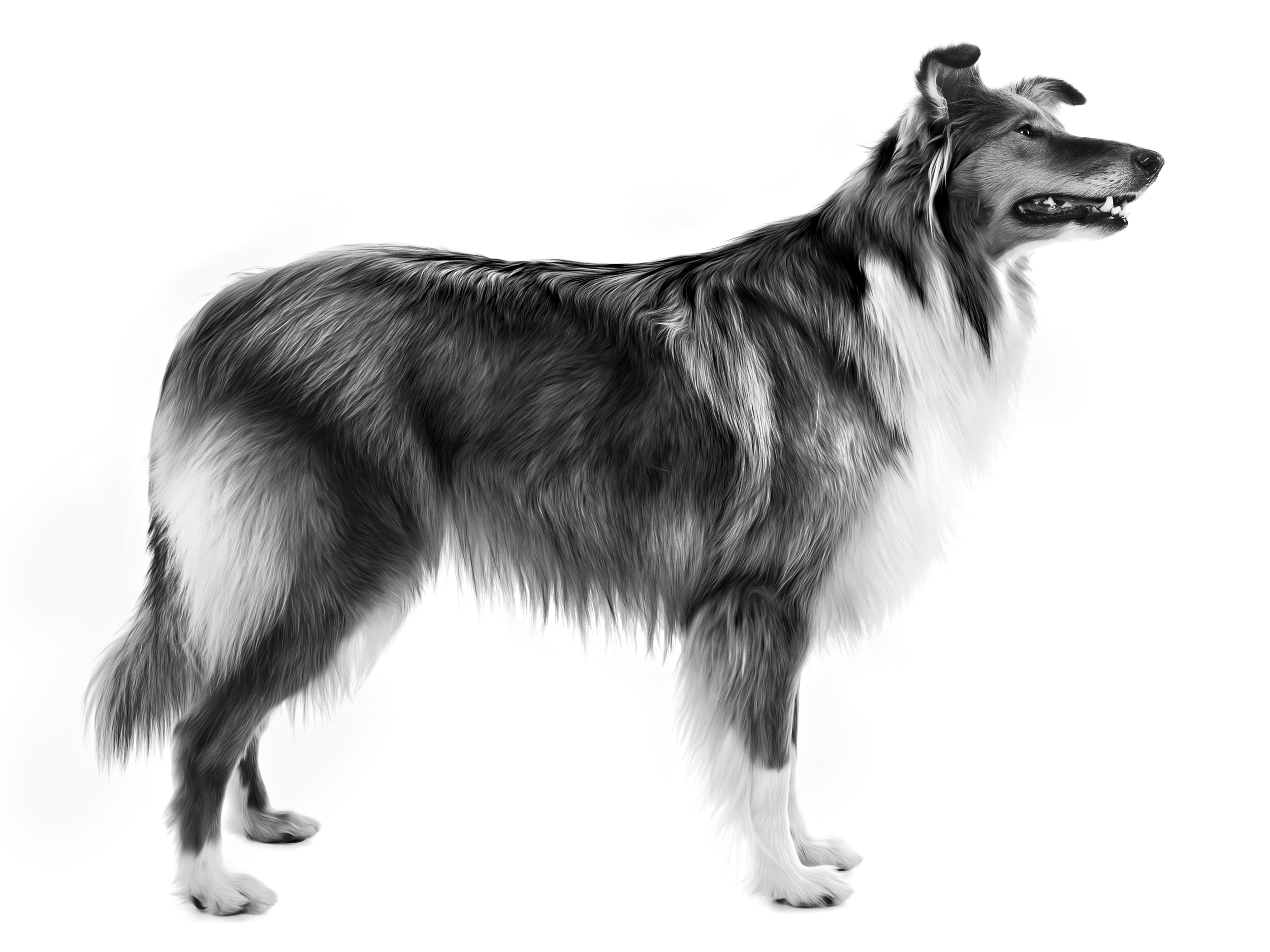 collie rough adult standing black and white