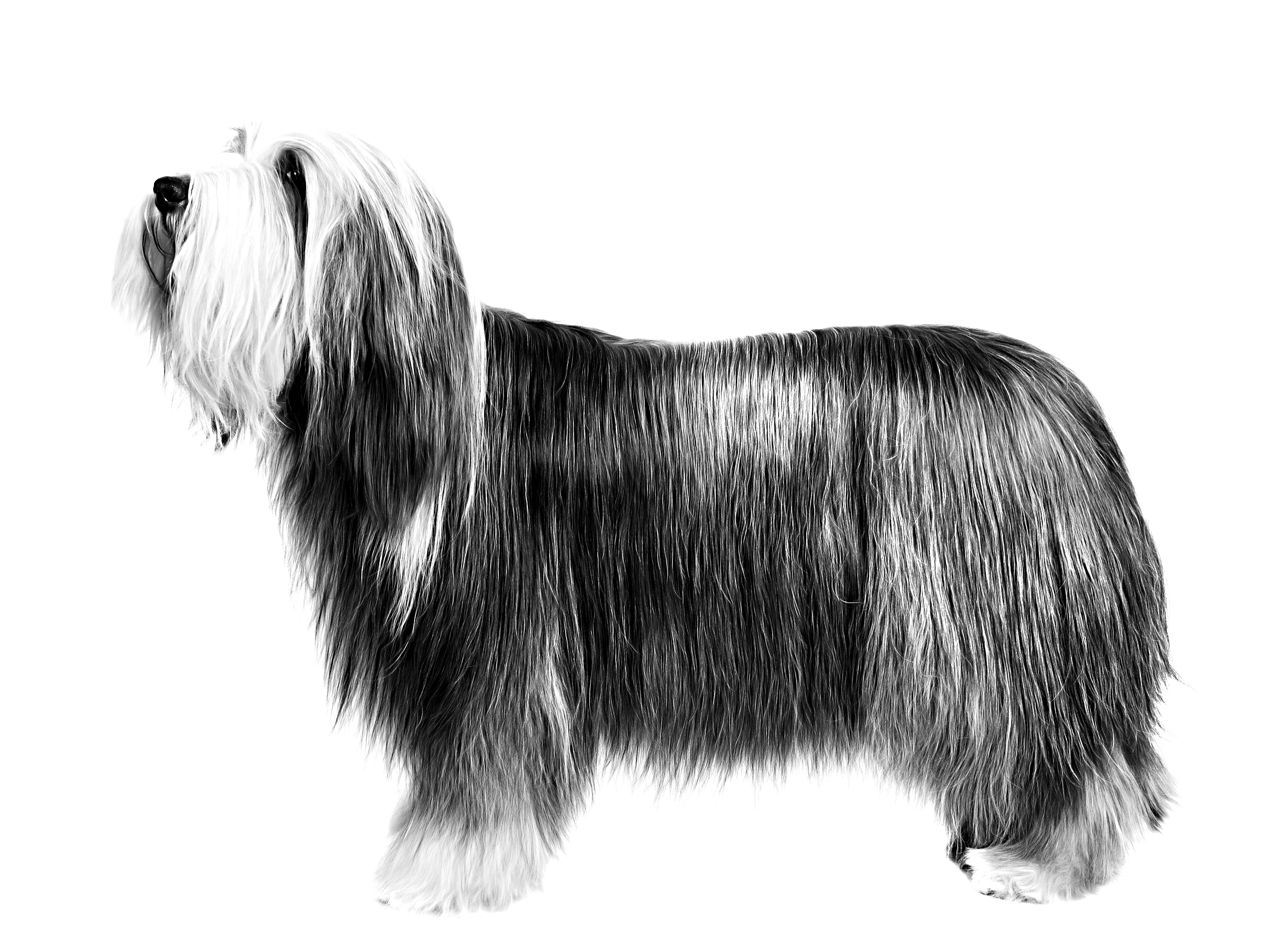 Old English Sheepdog adult black and white