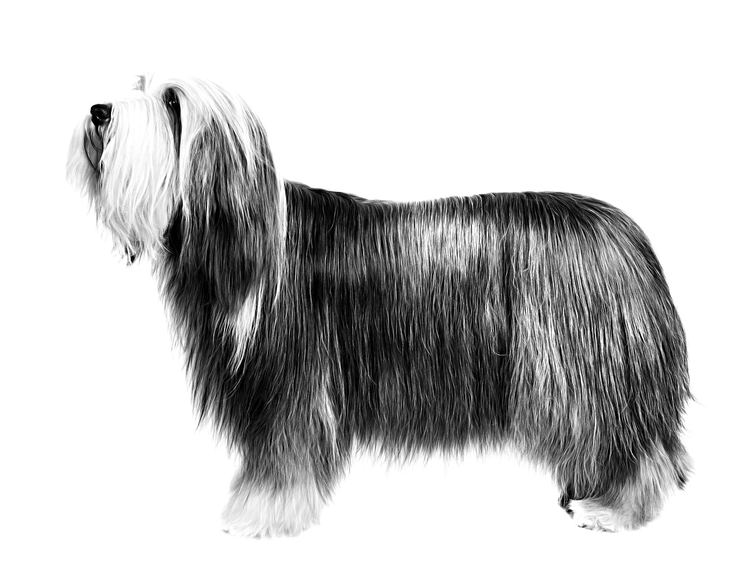 Pastor Ingles  Old english sheepdog, English sheepdog, Sheepdog