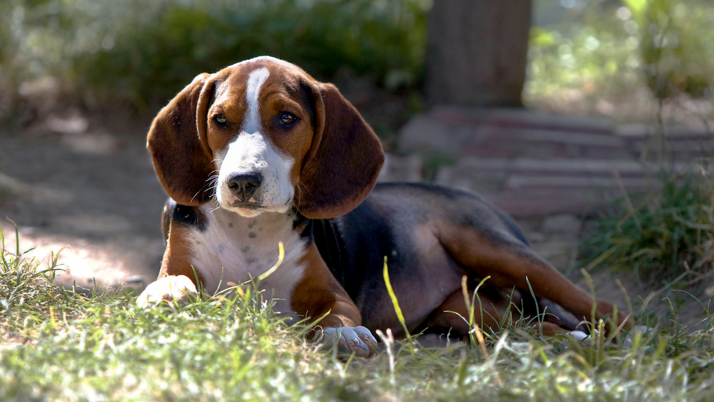 Pregnant Serbian Tricolour Hound lying down outdoors in a garden.