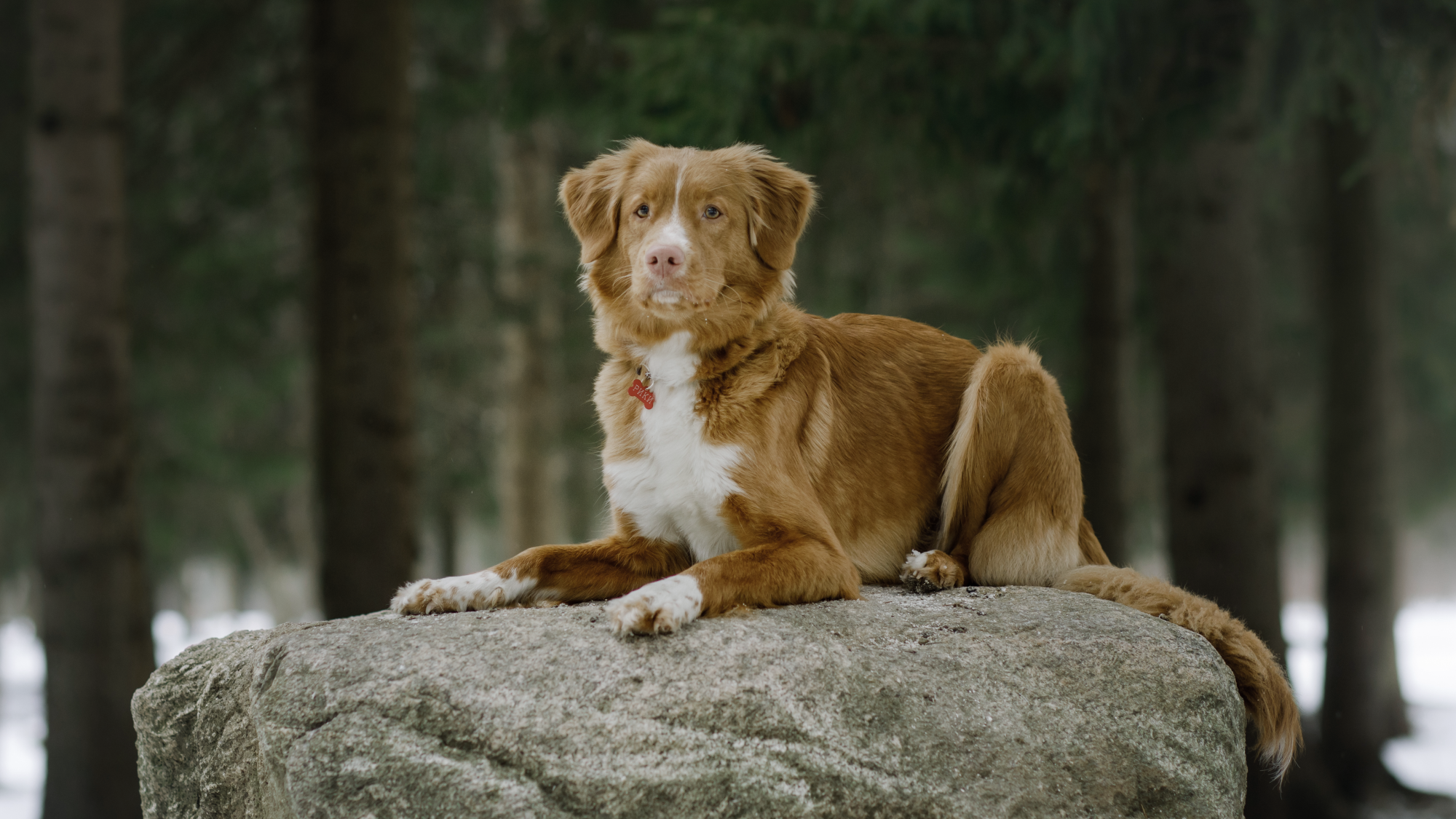 Nova Scotia Duck Tolling Retriever lying on rock