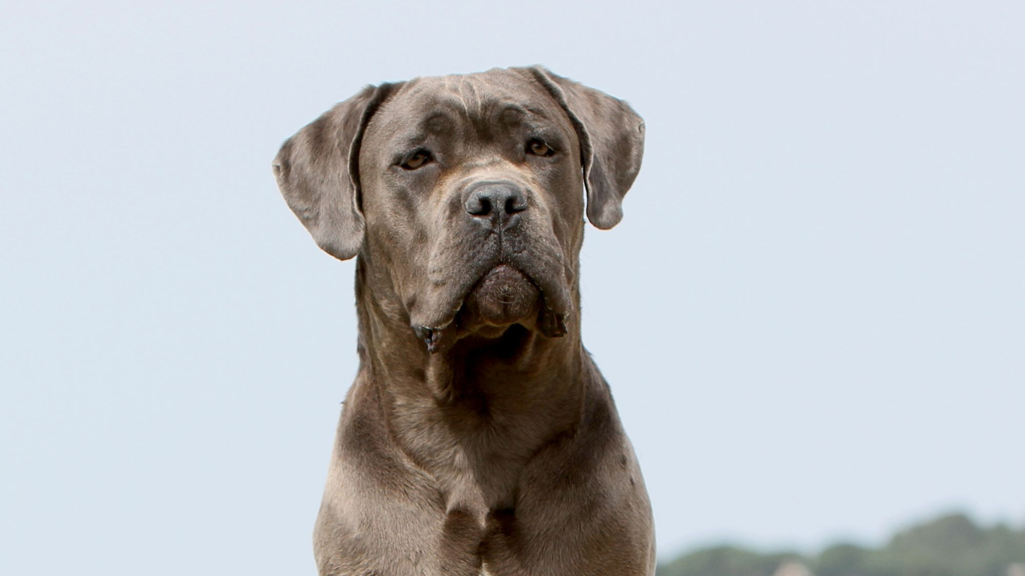 Sitting Cane Corso against a blue sky