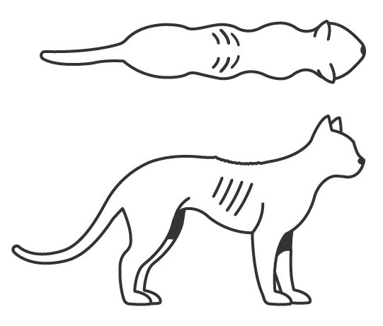 Illustration of a cat body condition score 2