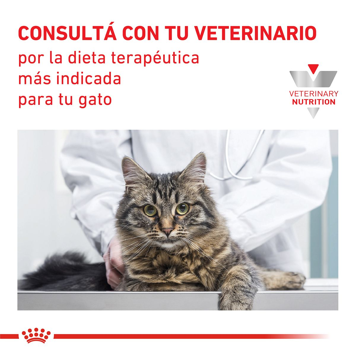 Recovery  Royal Canin Argentina