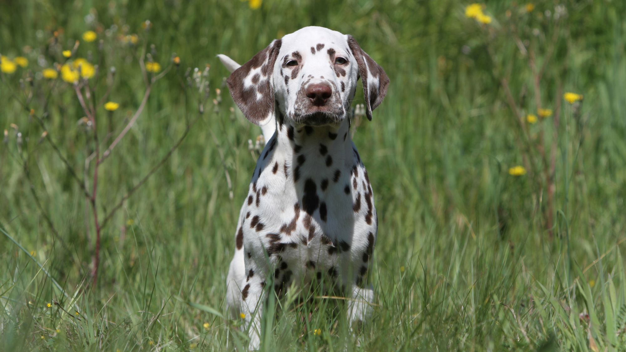 Dalmation sat in long grass looking towards camera