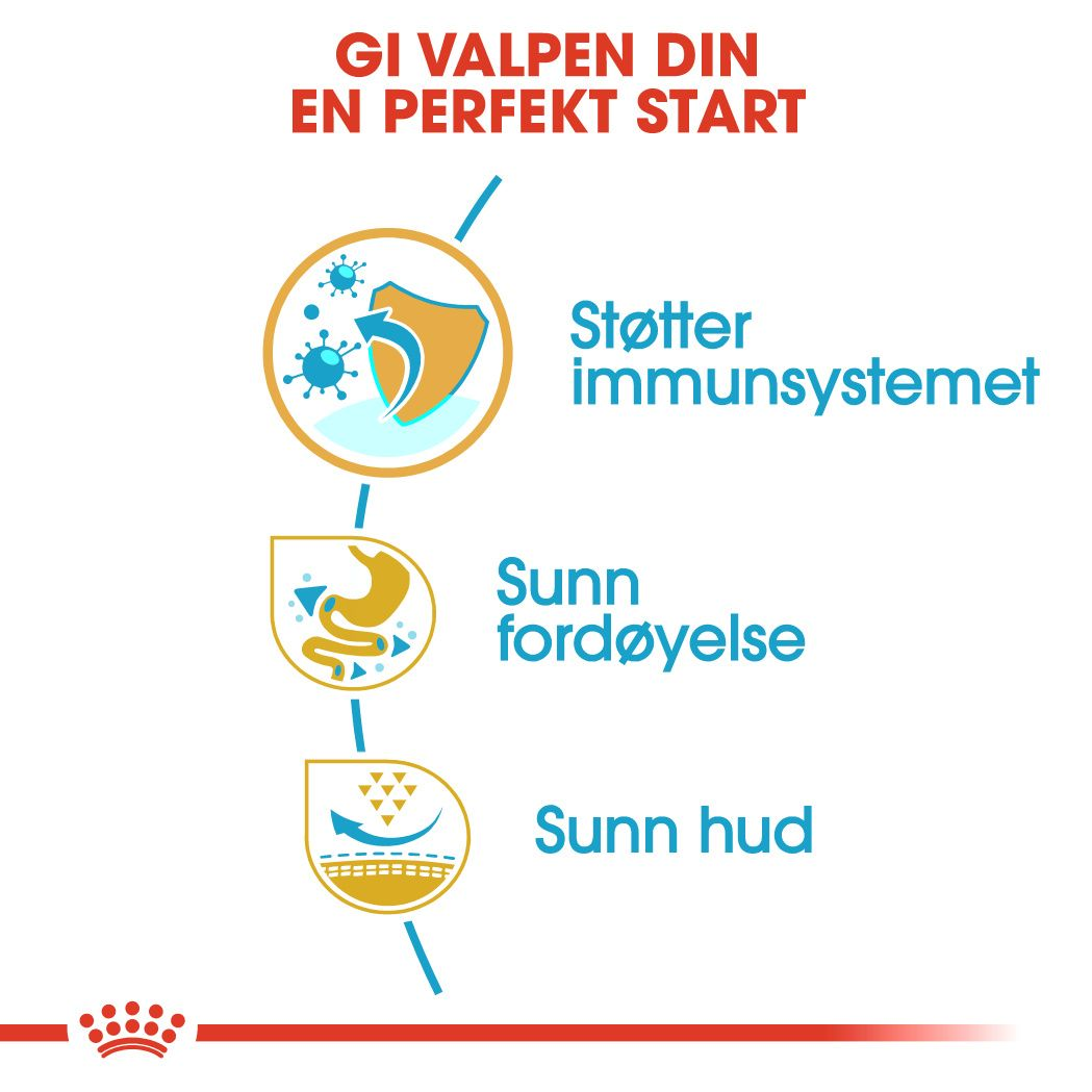 French Bulldog Puppy