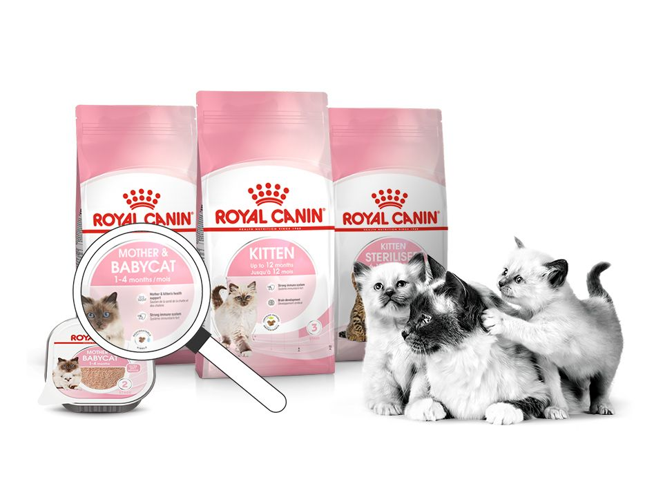 Kitten product range pack shot with black and white cat and kittens