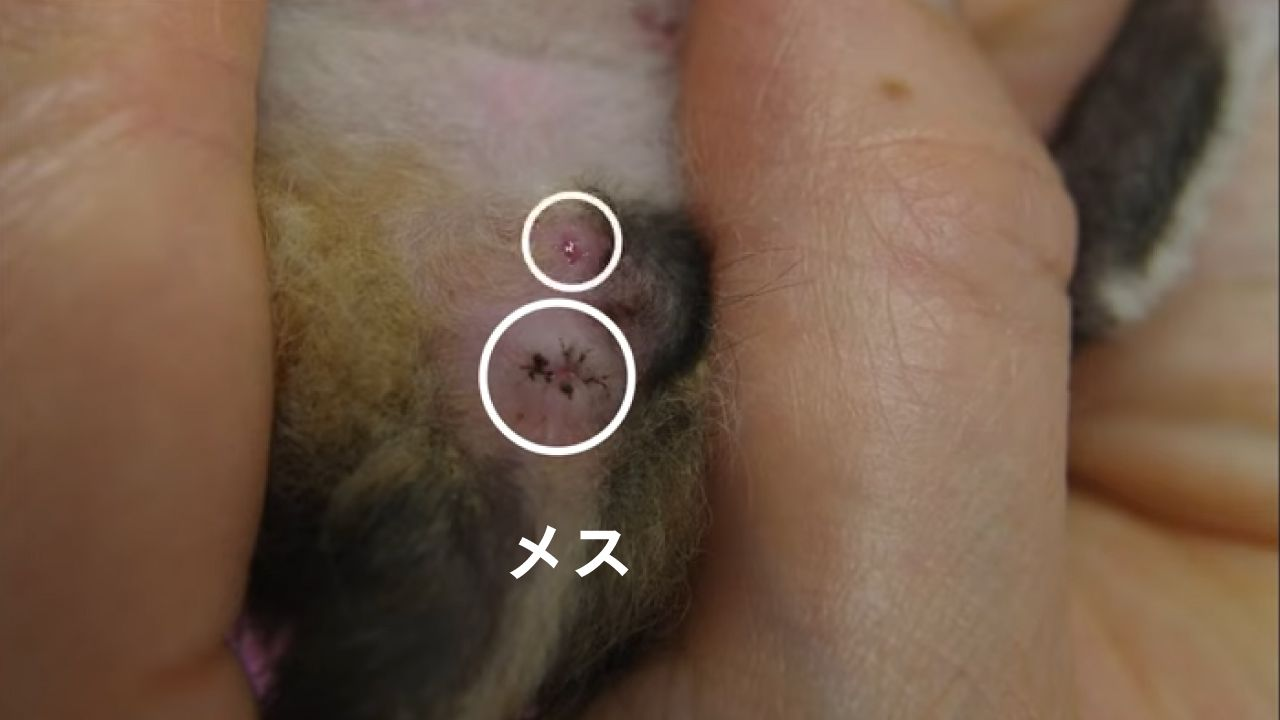 子猫のしっぽをめくるとお尻の穴があり、そこから少しおなか側に陰部の入り口があります。お尻の穴から陰部までの距離が短い場合はメス猫