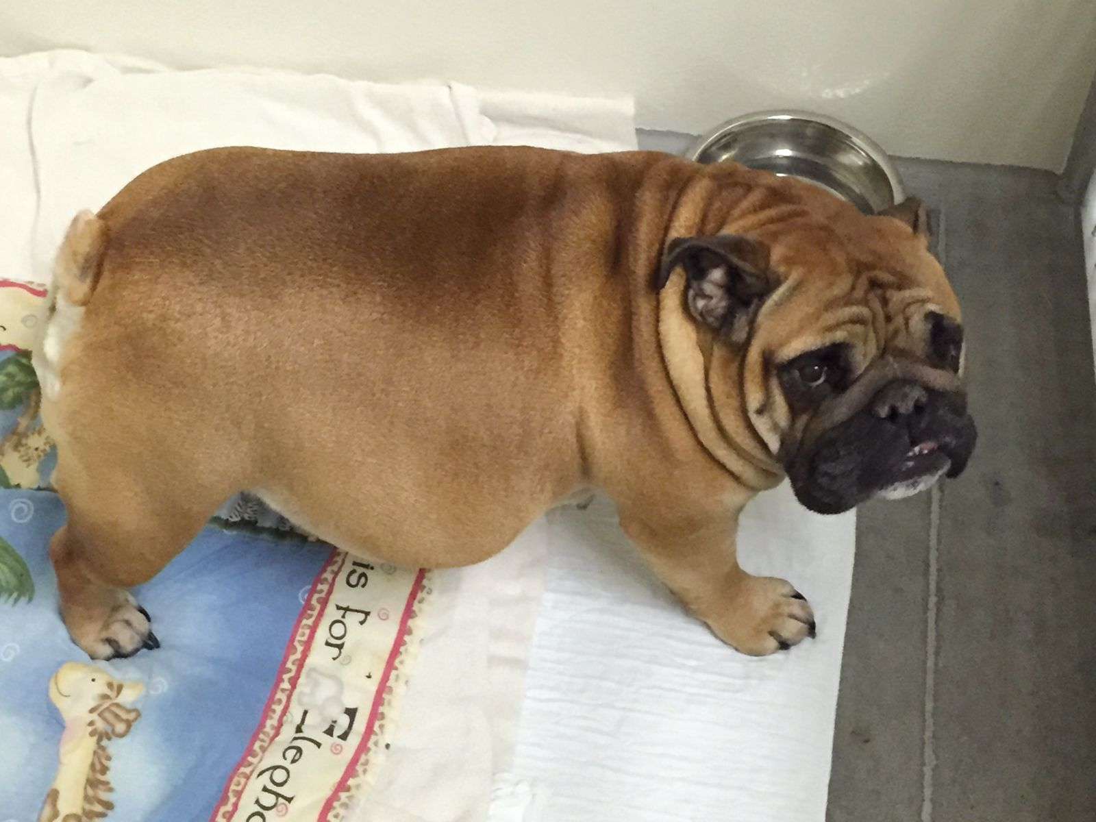 Anesthesia for cesarean section in the dog Vet Focus