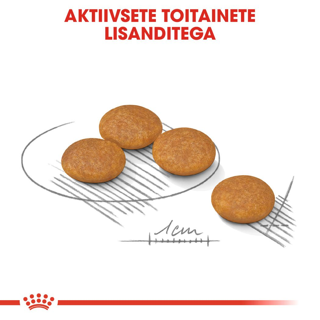 Royal Canin Mini Dermacomfort kuivtoit