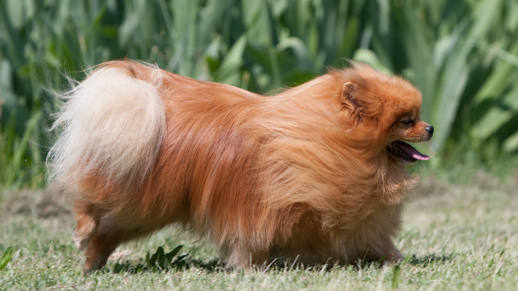 Çimenlerin üzerinde duran kızıl Pomeranian'ın yandan görünümü