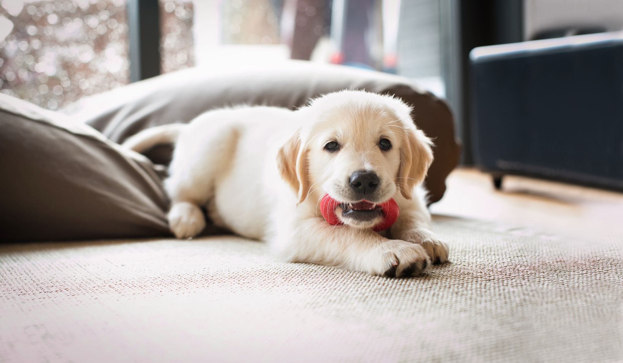 Eukanuba golden retriever puppy sale