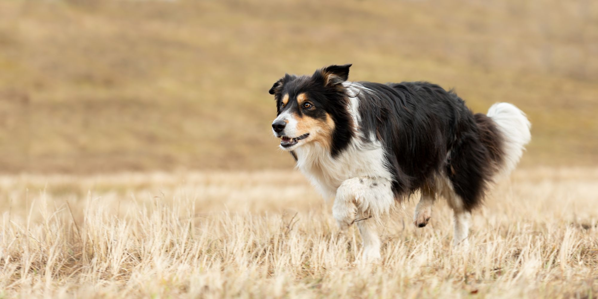 Border Collie rent door een veld