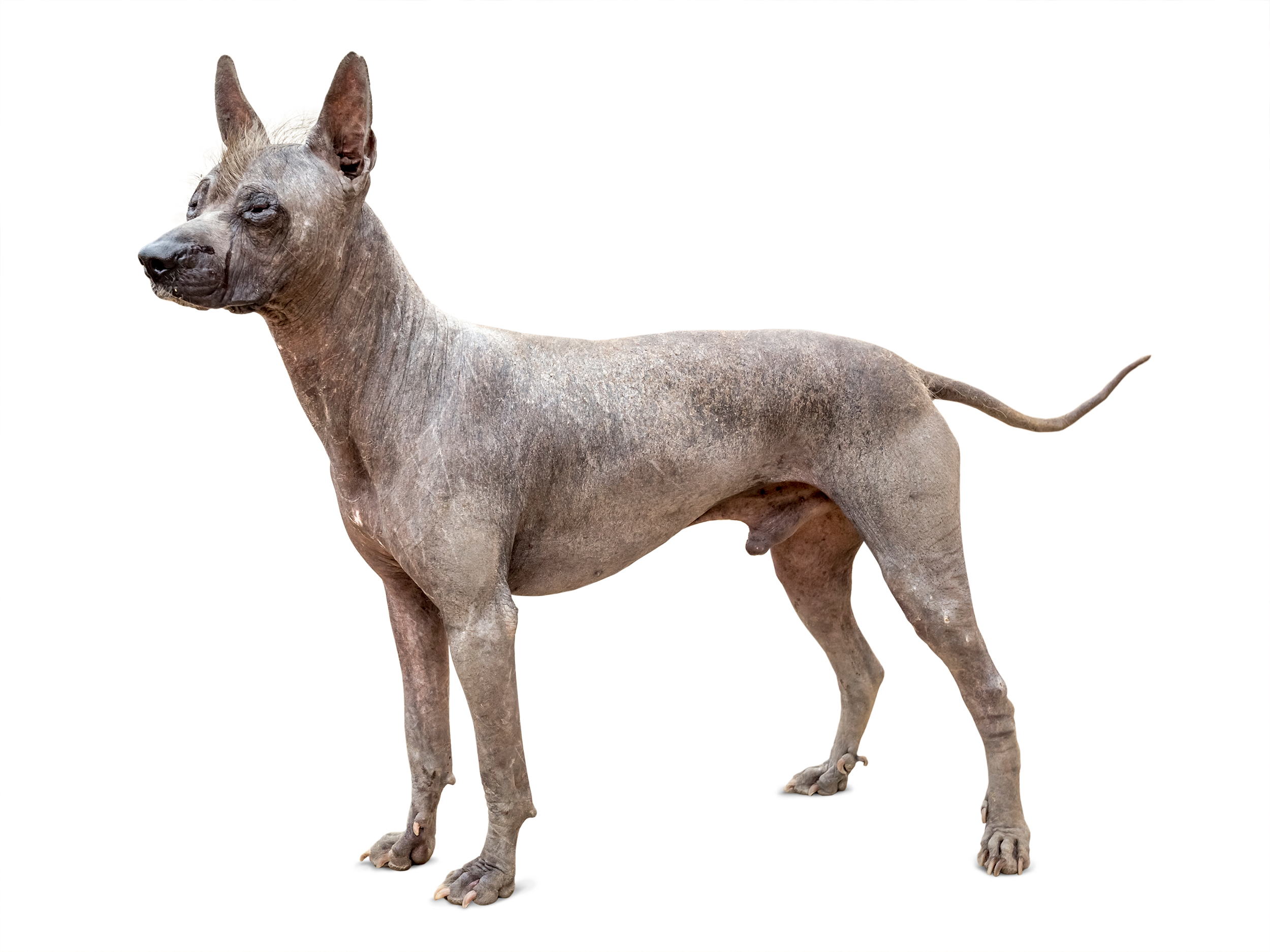 Daftar Ras Anjing Royal Canin