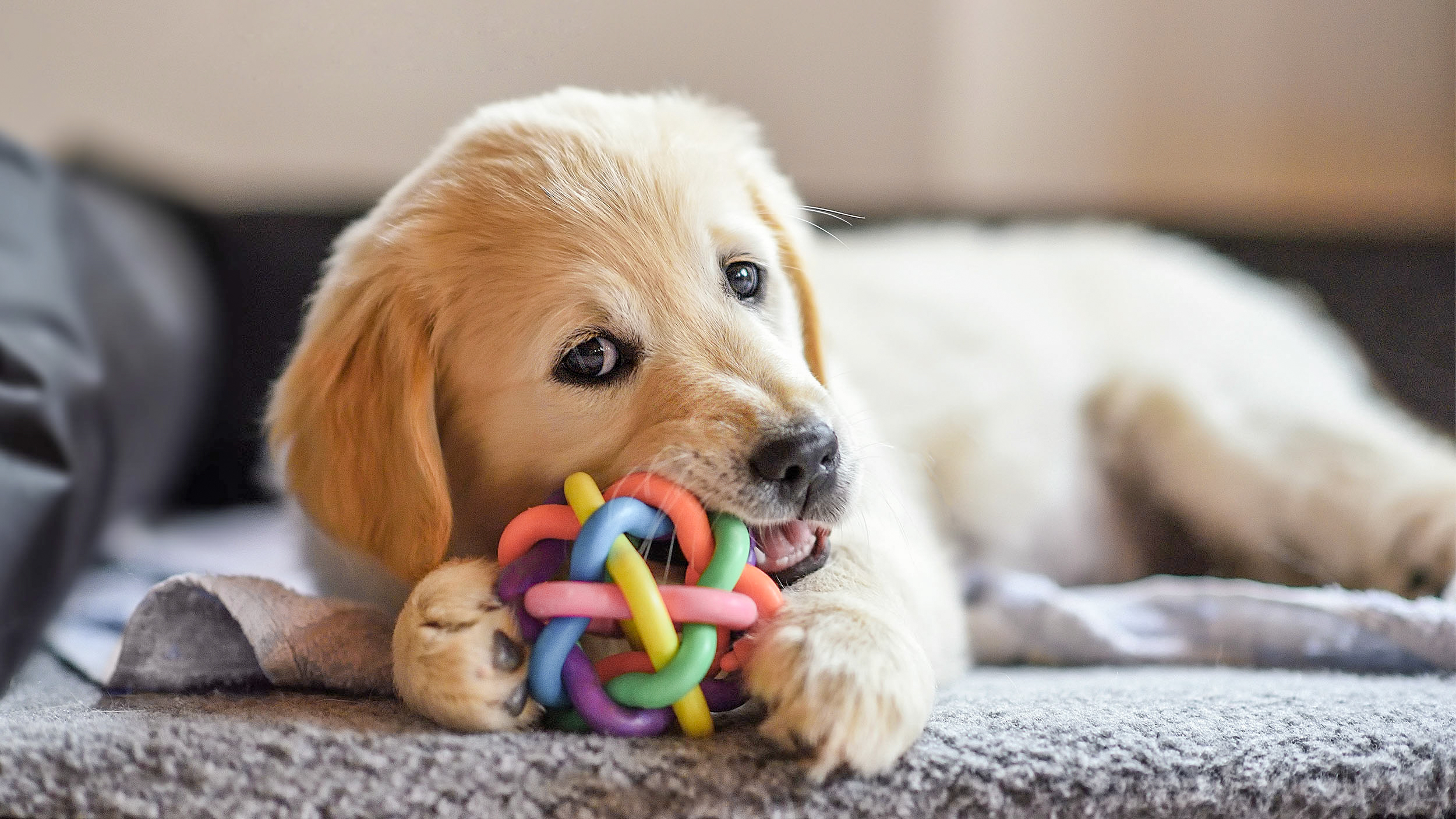 Puppy Golden Retriever lying down inside while chewing a toy.