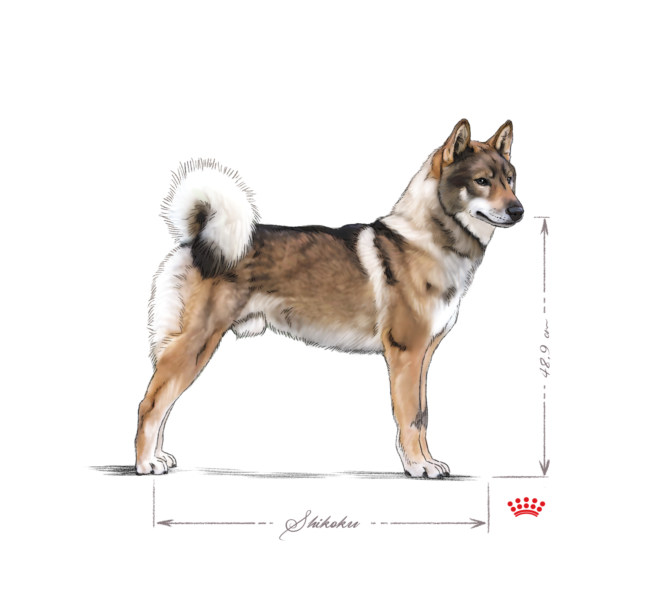 black and white Shikoku adult