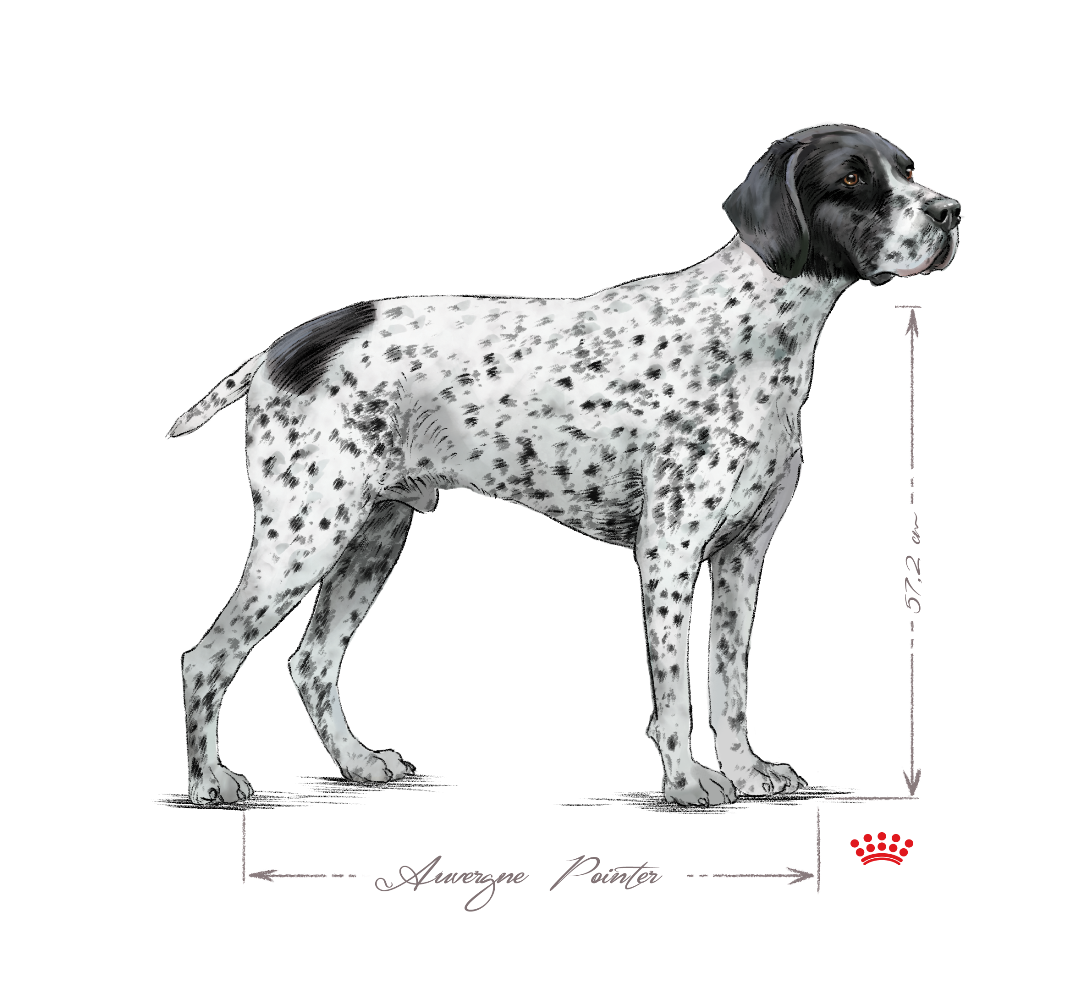 Auvergne Pointer adult in black and white