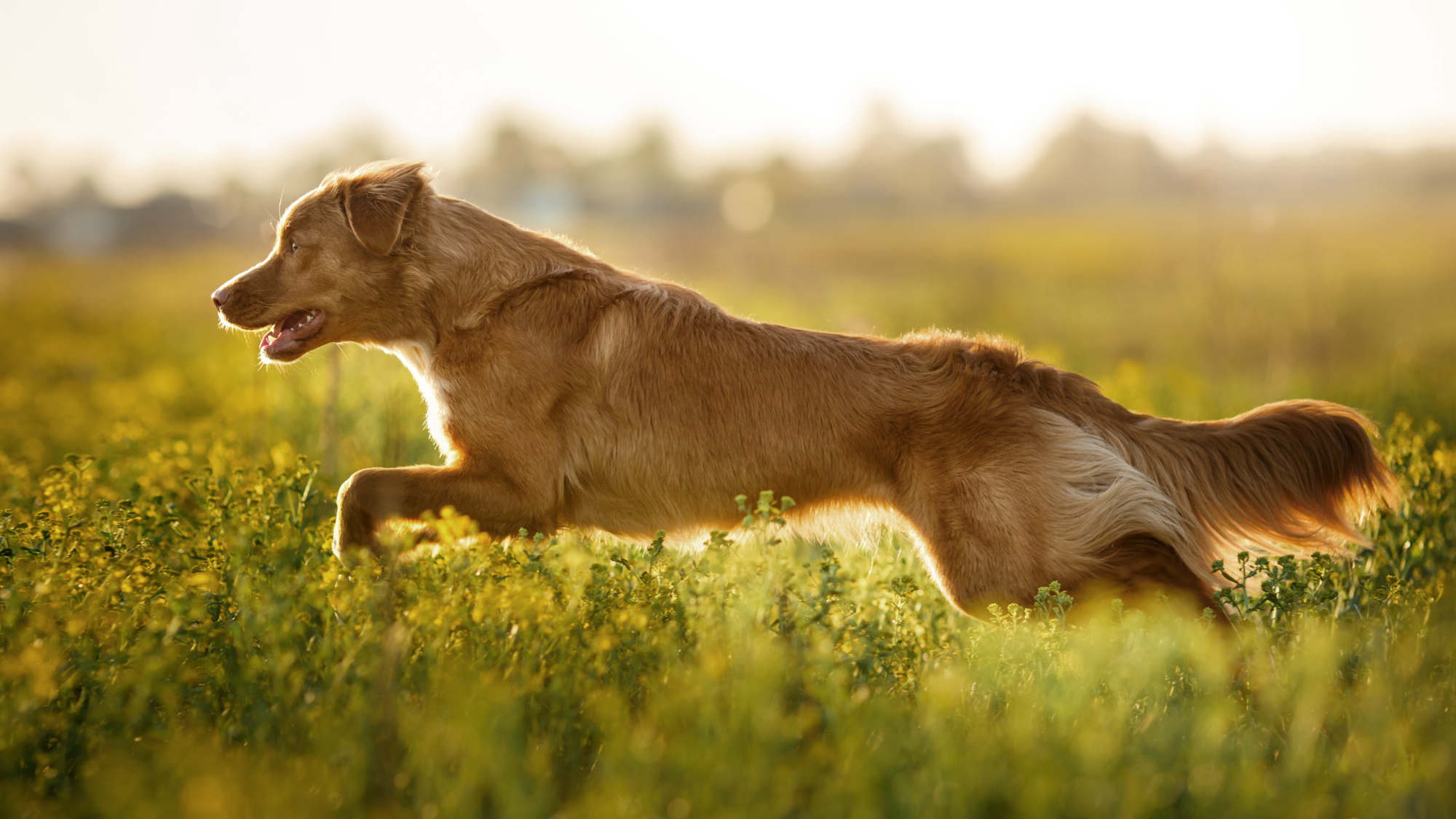 Nova Scotia Duck Tolling Retriever running through long grass and yellow flowers