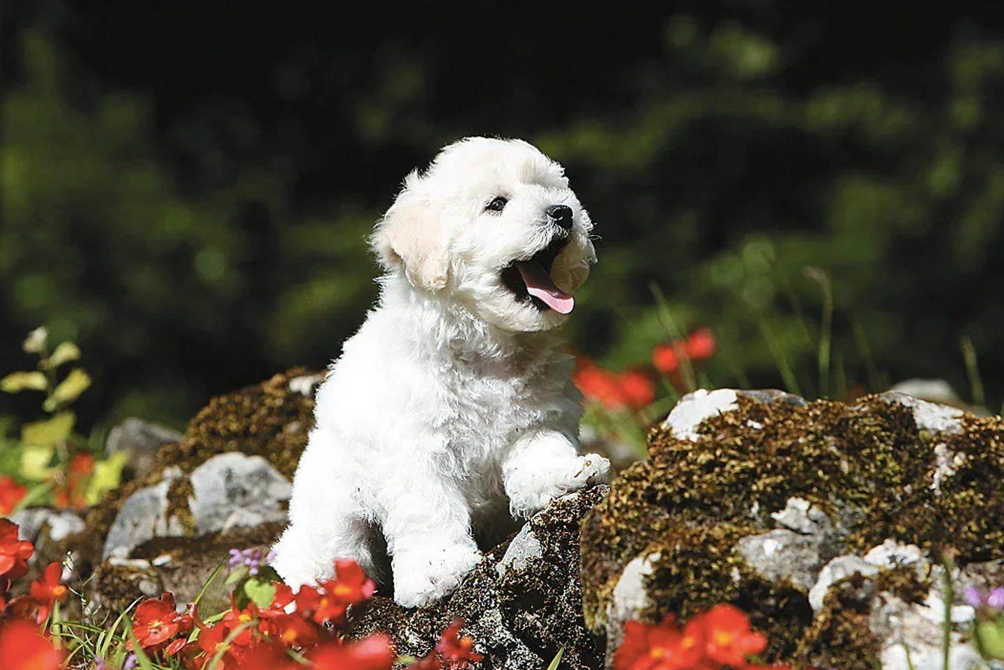 Клички для собак «девочек» — как красиво назвать щенка «девочку» | Royal  Canin
