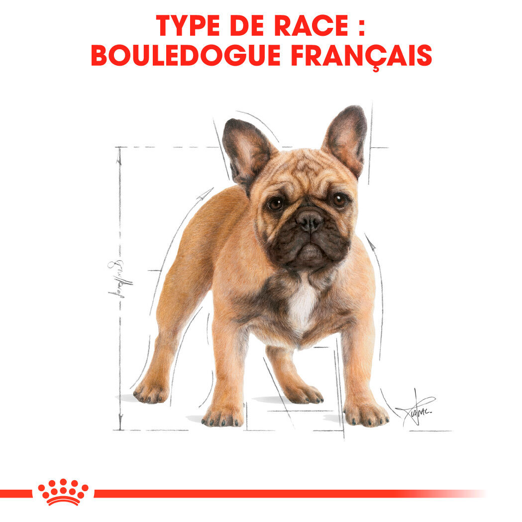 French Bulldog Adult