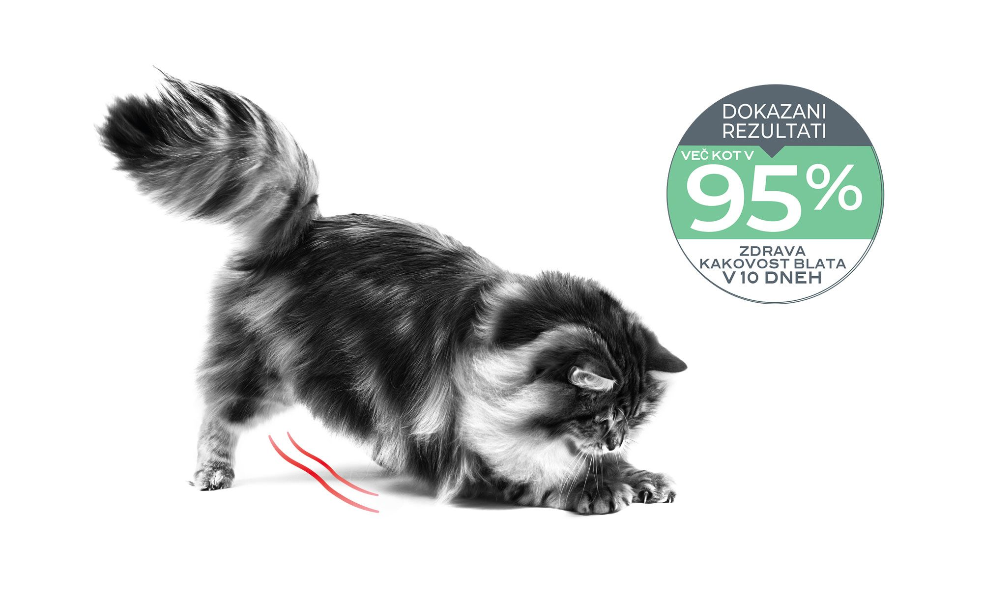 Emblematic of cat with digestive sensitivity and associated proven results