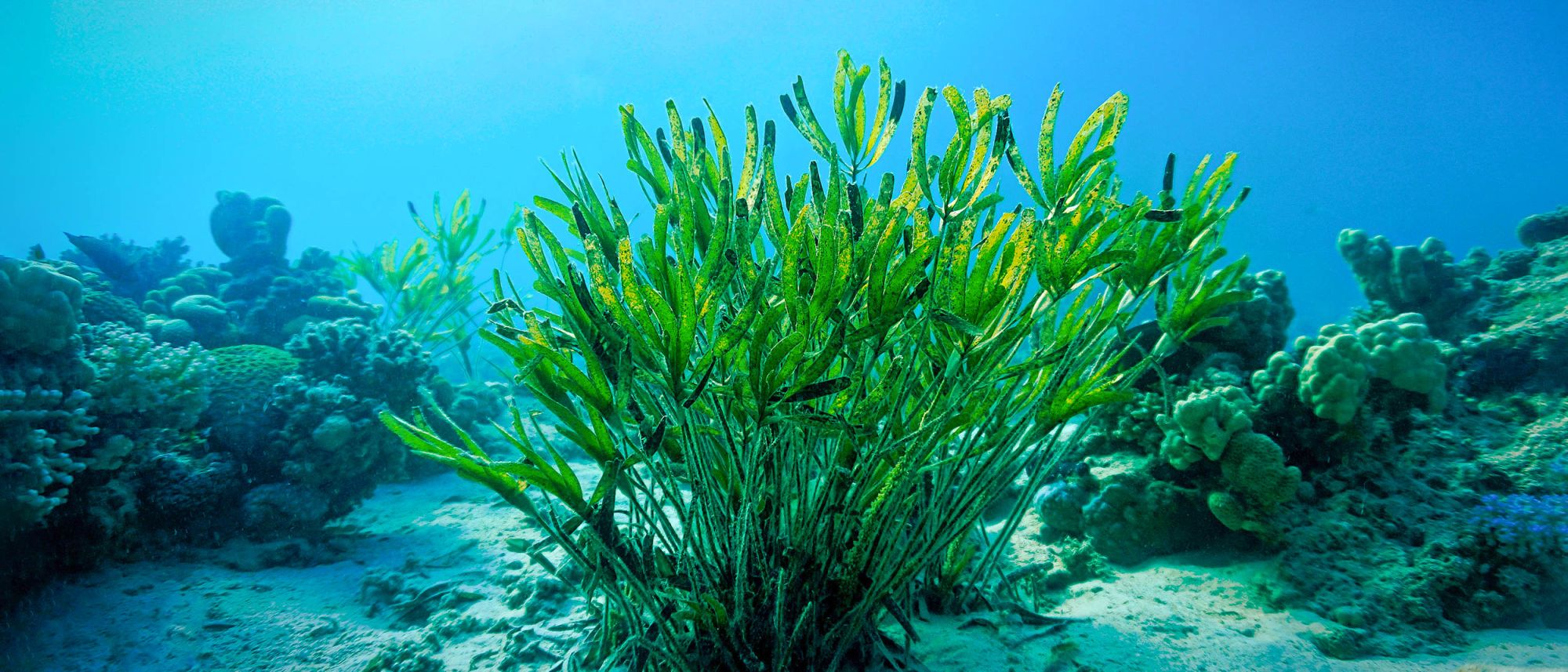 Alghe nel mare circondate da coralli