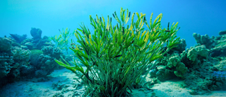 Водоросли и кораллы на дне моря