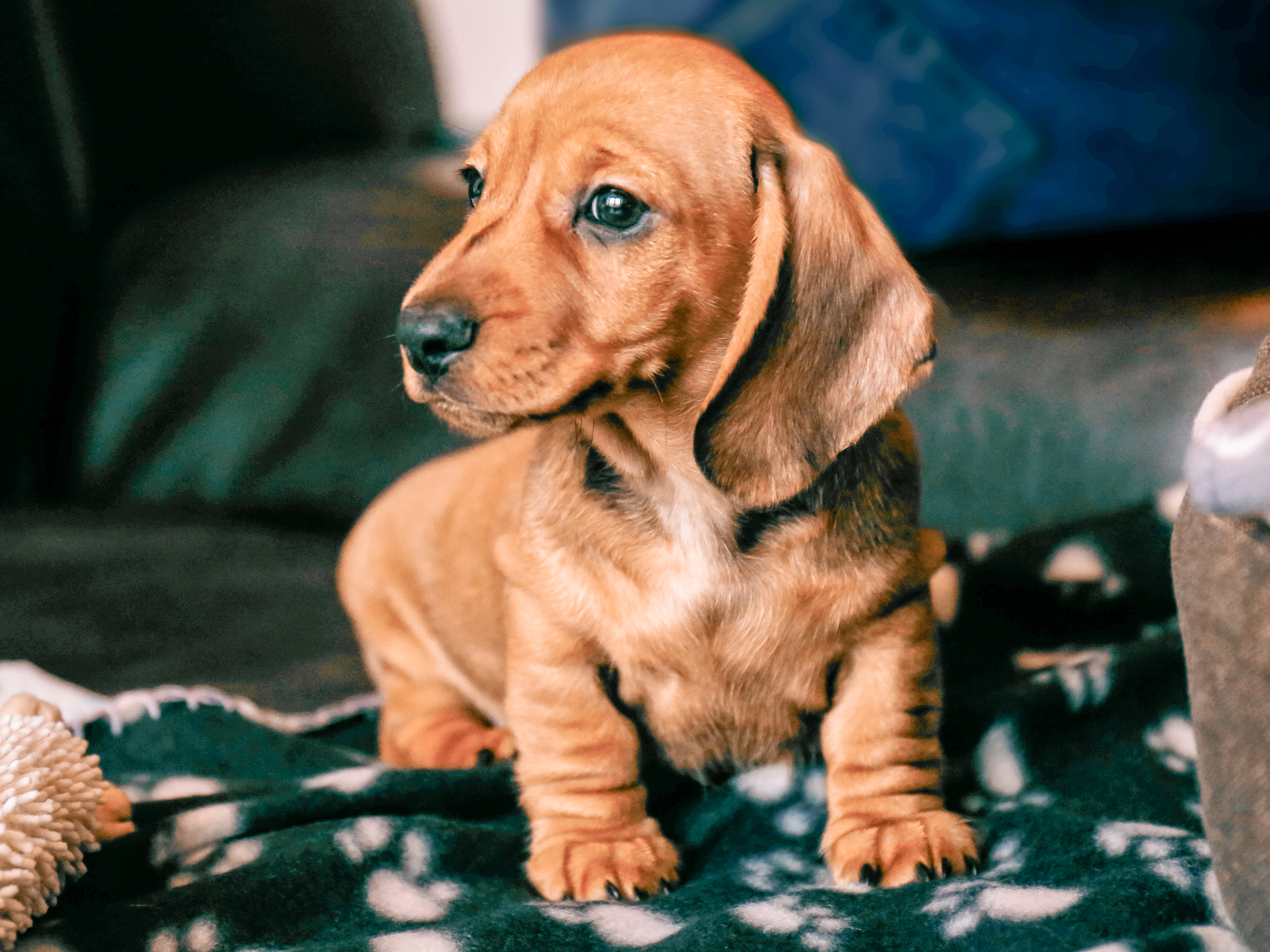 Dachshund puppy sitting indoors on a blanket