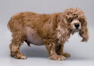 Cocker Spaniel 