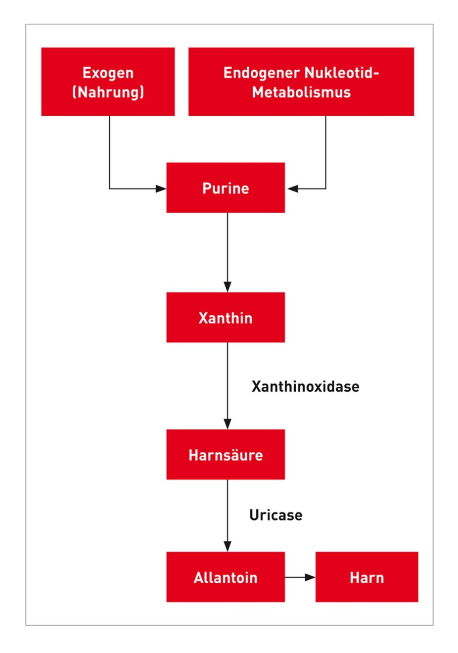 Abbildung 1. Purine werden im Körper zu Xanthin und anschließend zu Harnsäure metabolisiert und dann über das Enzym Uricase zu Allantoin umgewandelt, das schließlich über den Harn ausgeschieden wird. Dalmatiner sind homozygot für eine genetische Mutation, die einen Defekt der hepatischen und renalen Harnsäuretransporter zur Folge hat und somit zu einer niedrigeren Konversionsrate von Harnsäure zu Allantoin führt. Zusätzlich kompliziert wird die Situation durch eine niedrige Reabsorption von Harnsäure in den proximalen Nierentubuli. Die Folge sind hohe Harnsäurekonzentrationen in der Harnblase und ein erhöhtes Risiko der Uratsteinbildung