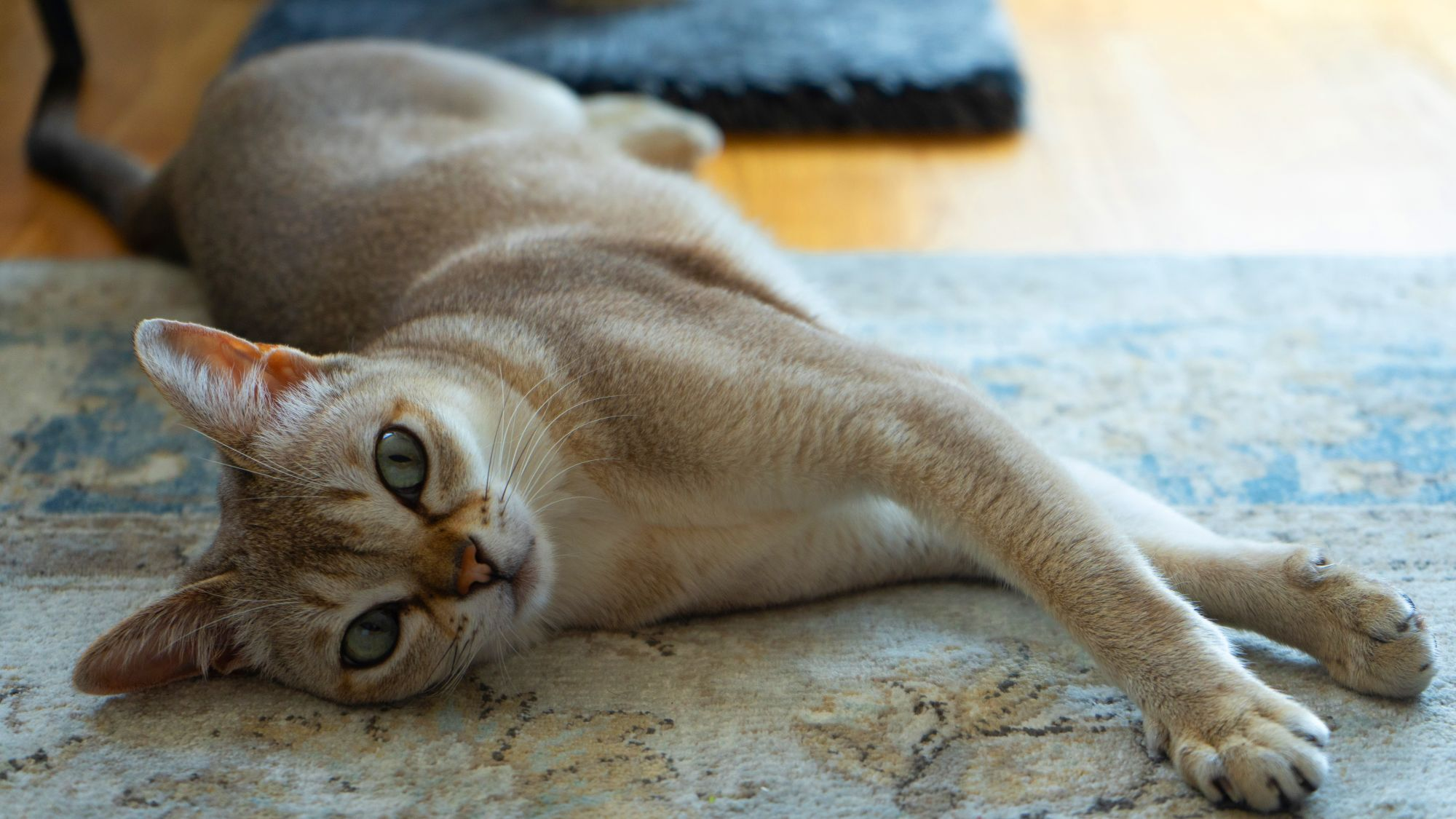 Singapura lying on its side on blue and beige rug looking at camera