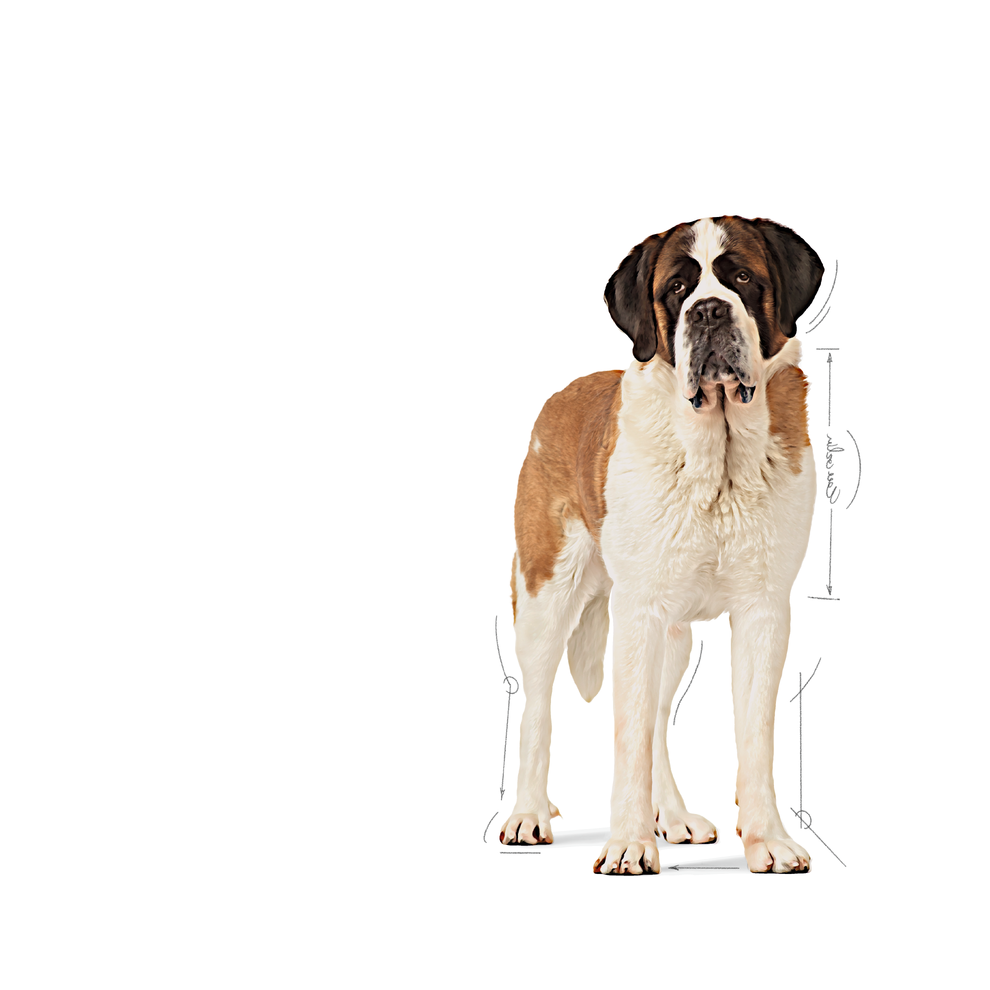 Royal canin saint outlet bernard