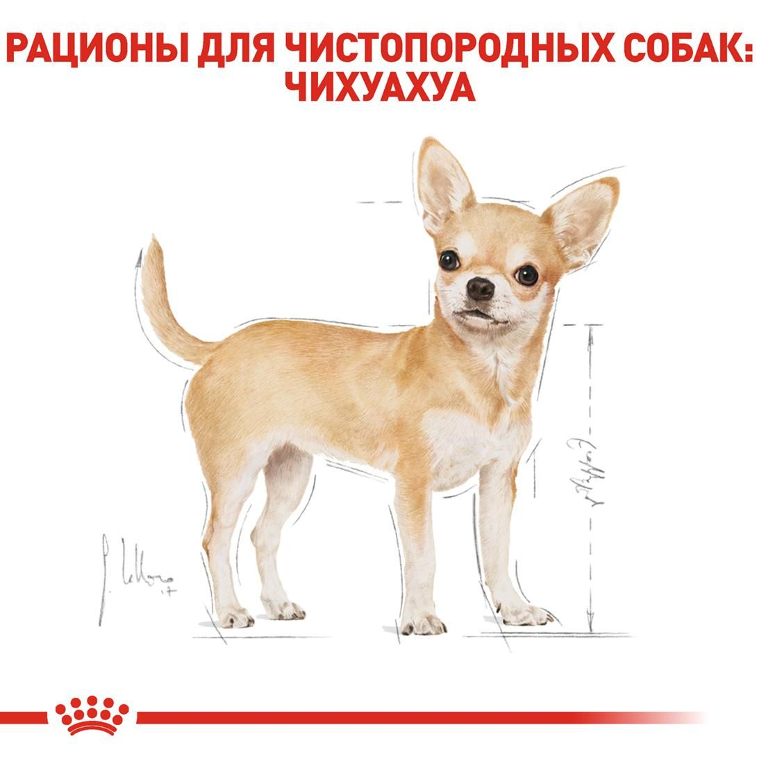 Chihuahua Adult