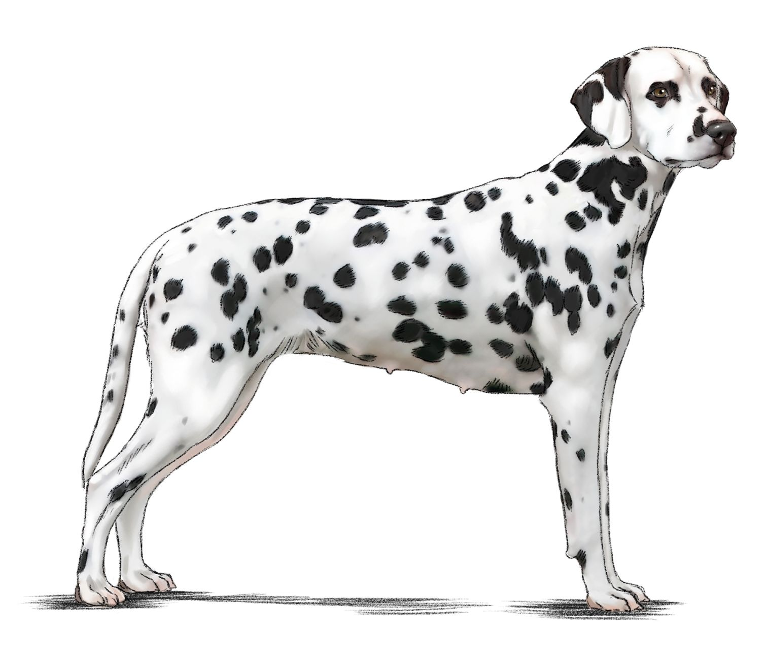 Illustrazione di un Dalmata in piedi