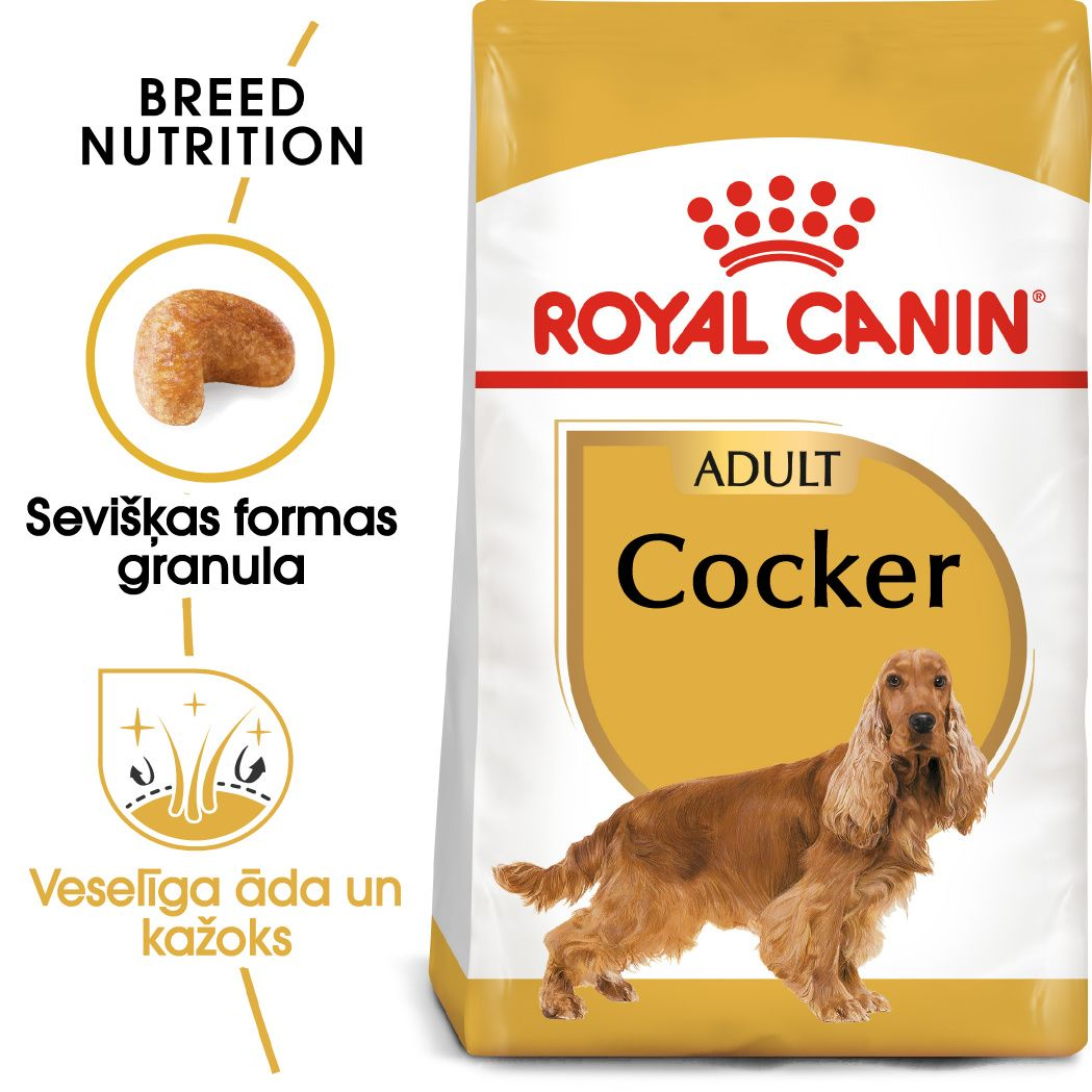Cocker Adult
