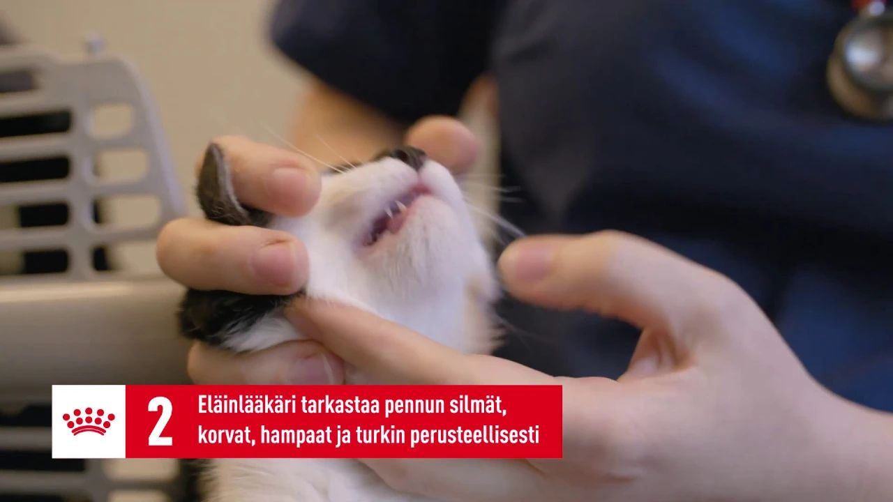 preparing-for-your-kittens-first-vet-visit