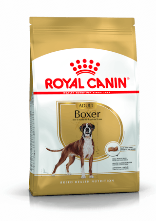 Boxer Adult