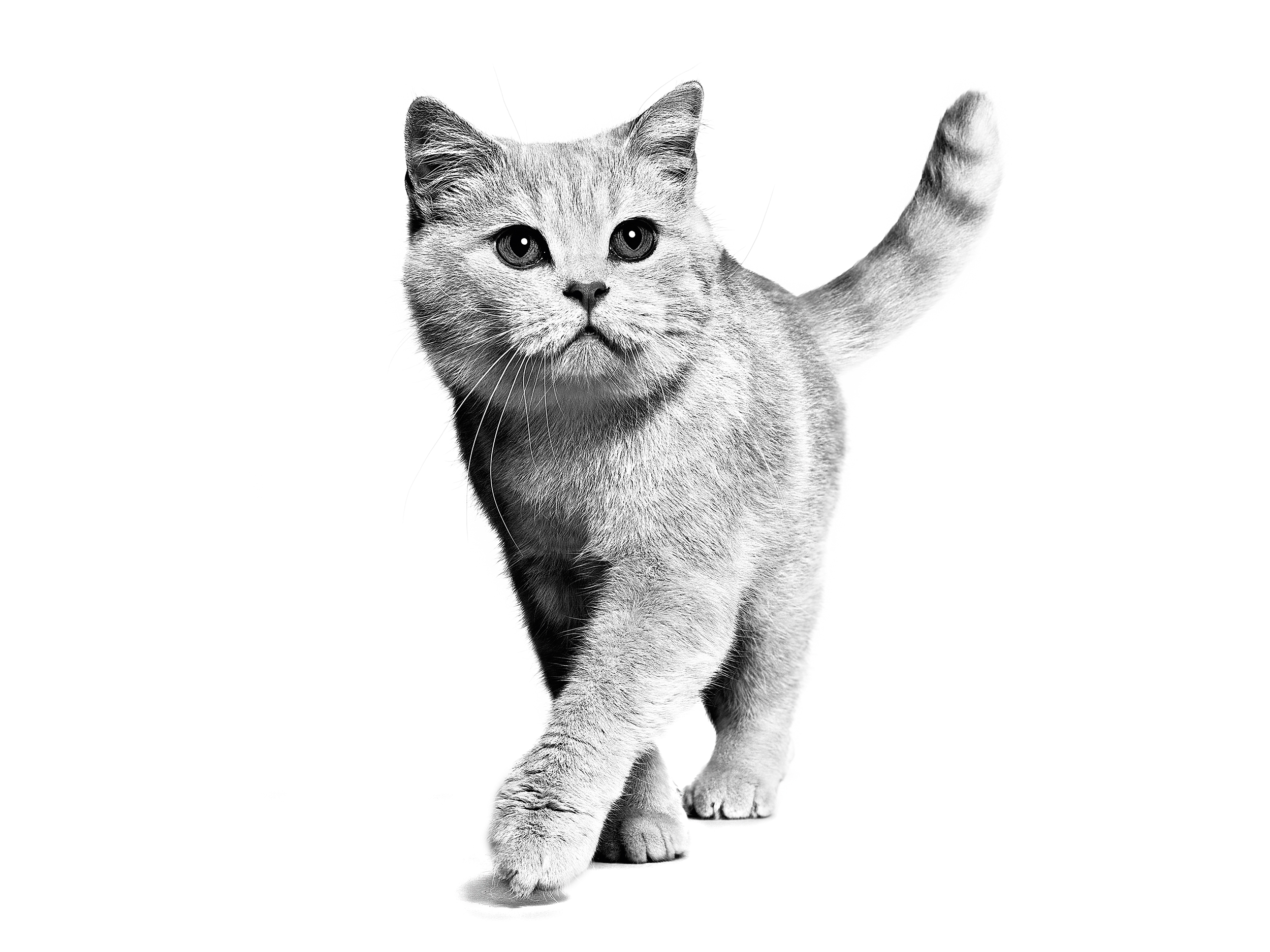 British Shorthair adult in black and white