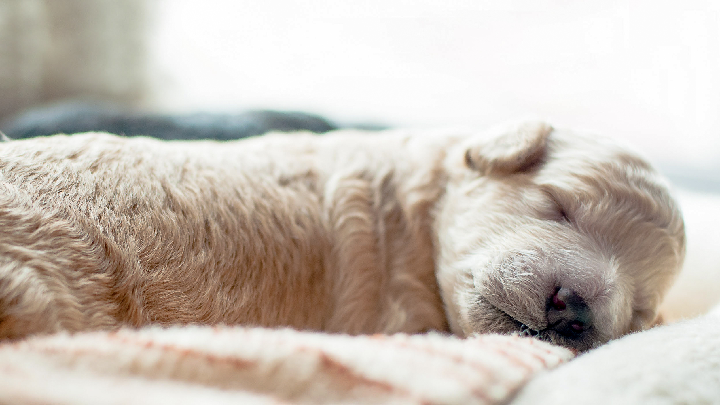 Newborn puppy lying down asleep on a blanket.