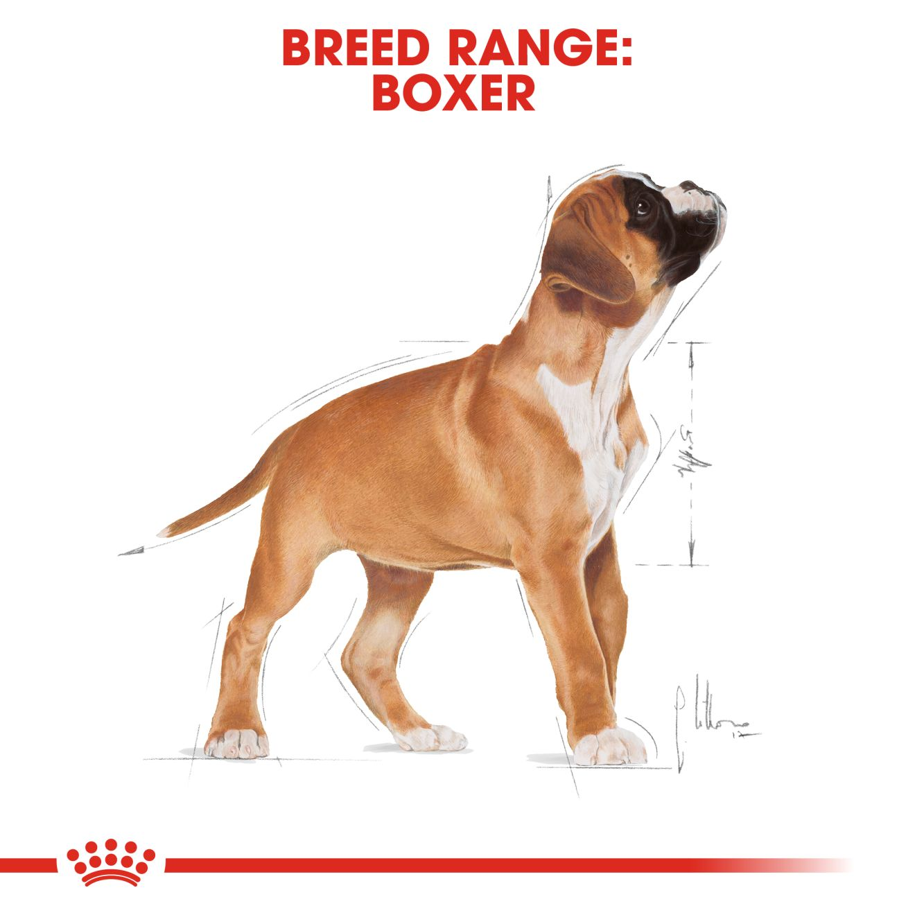 Boxer puppy food outlet chart