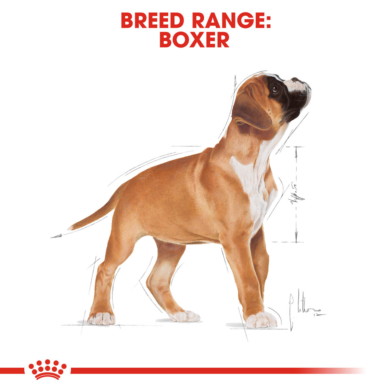 Royal canin boxer 2024 puppy feeding guide