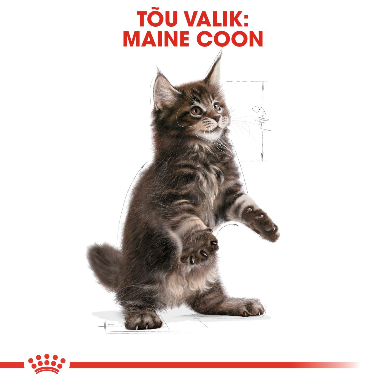 Royal Canin Maine Coon Kitten kuivtoit