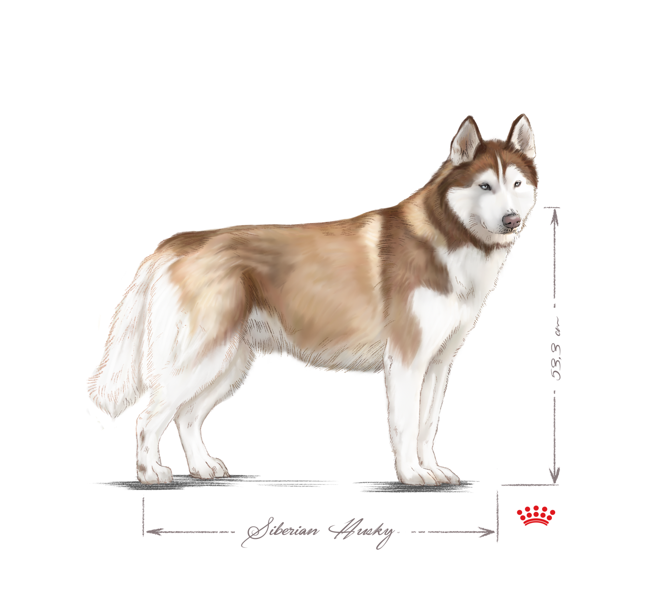 black and white Siberian Husky adult