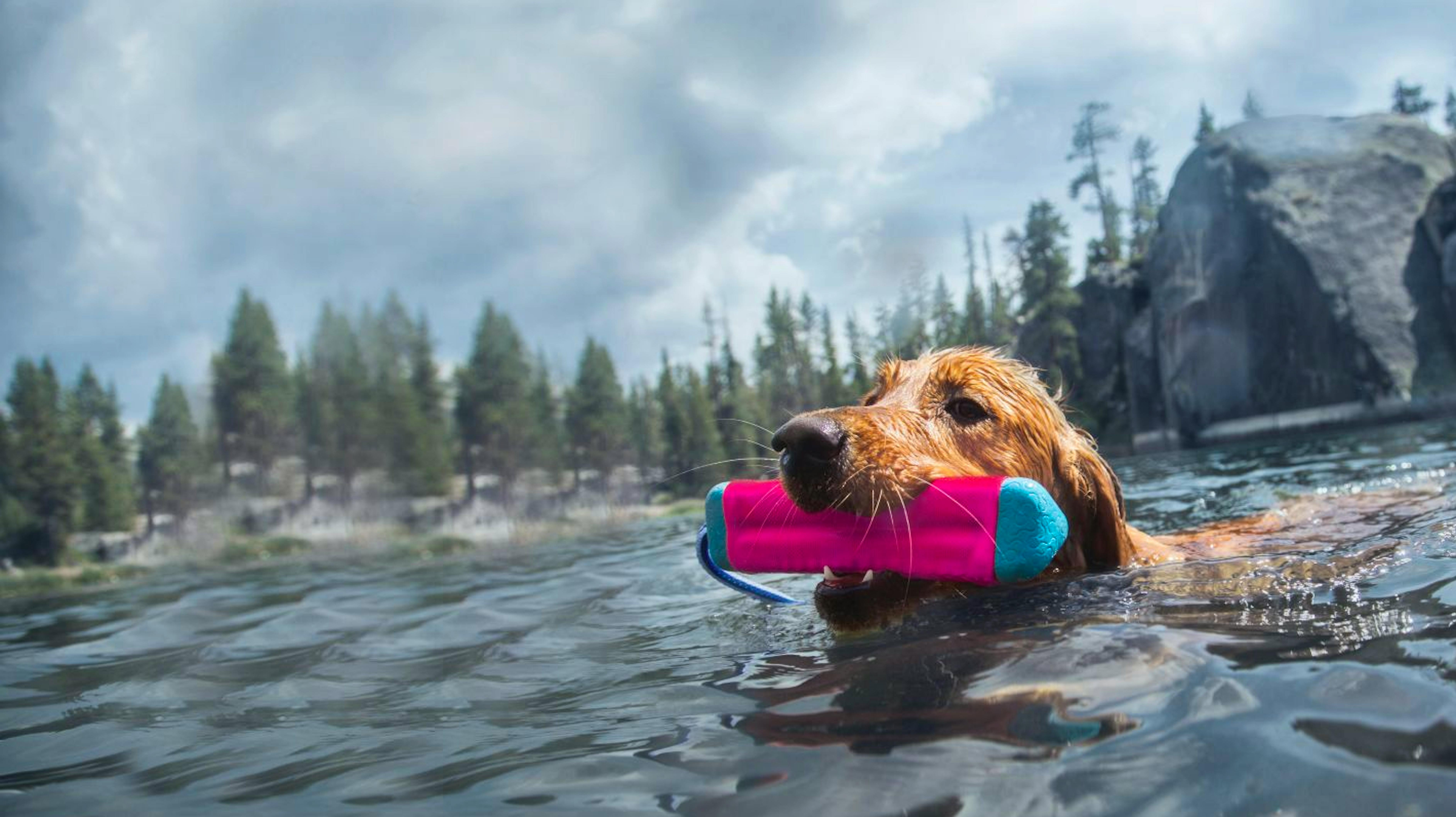 Golden Retriever retrieving a training lure in a lake