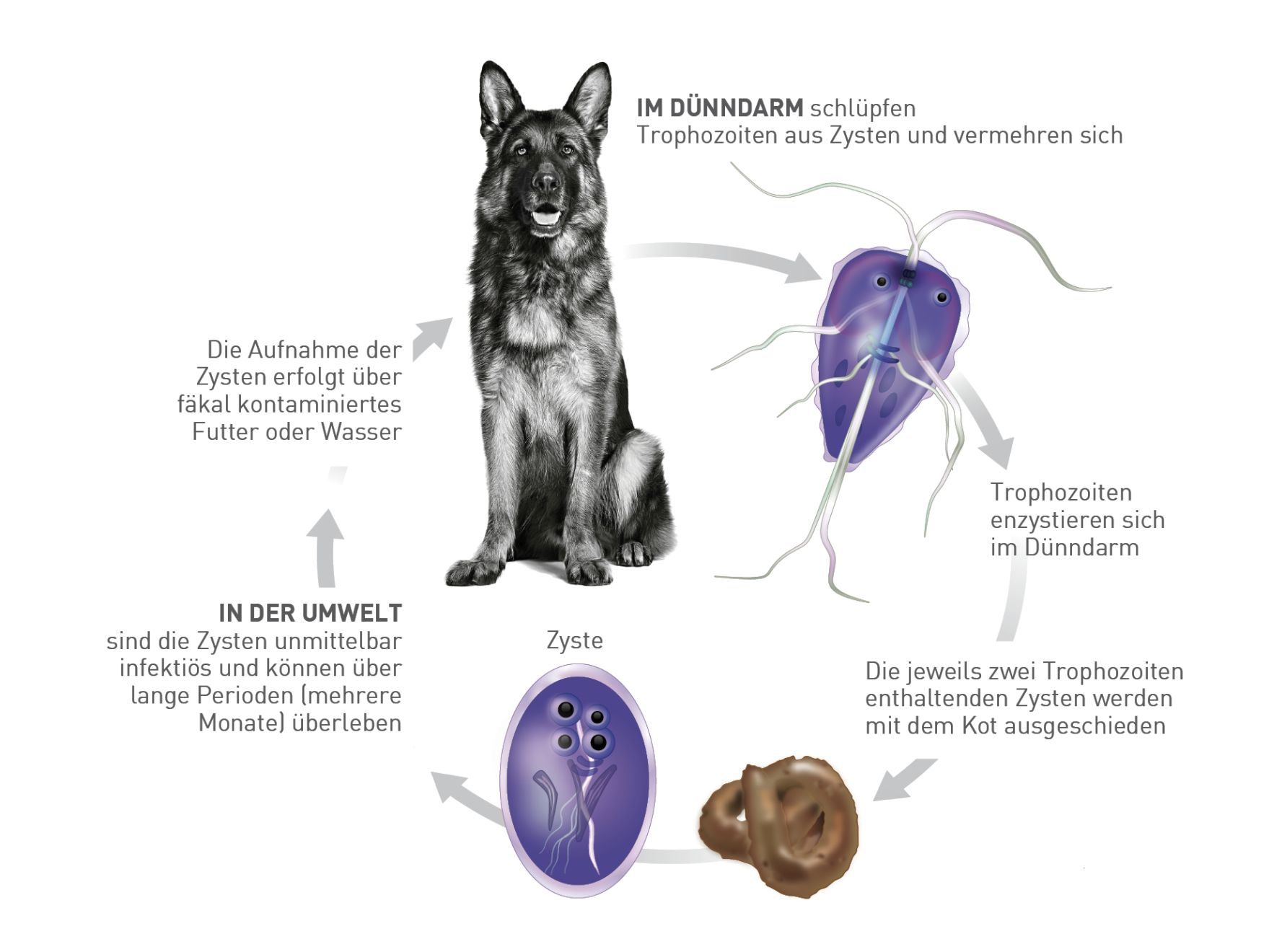 Entwicklungszyklus von Giardia duodenalis