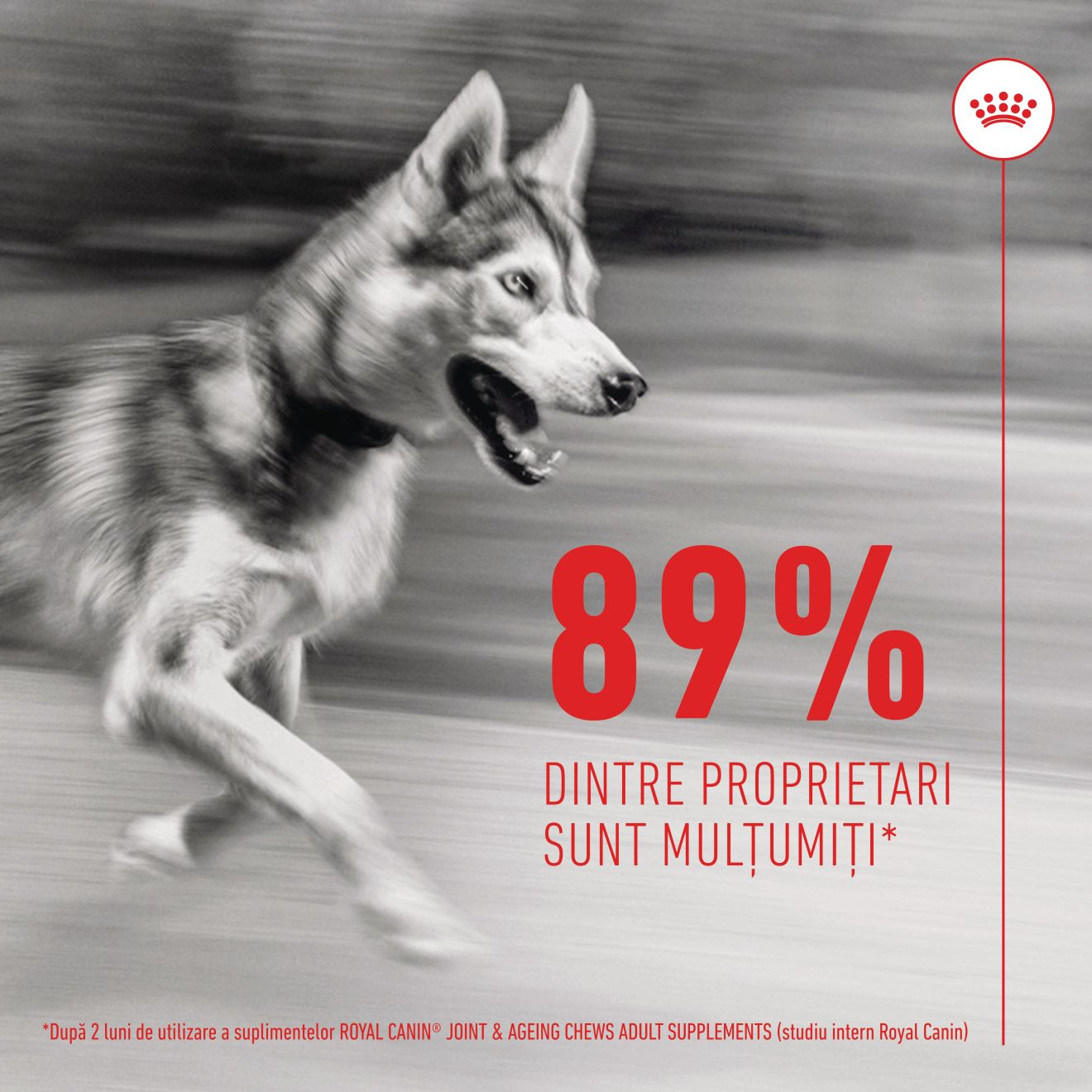 JOINT & AGEING CHEWS